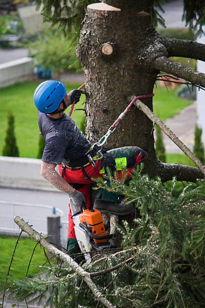 Best Tree Cabling and Bracing  in USA